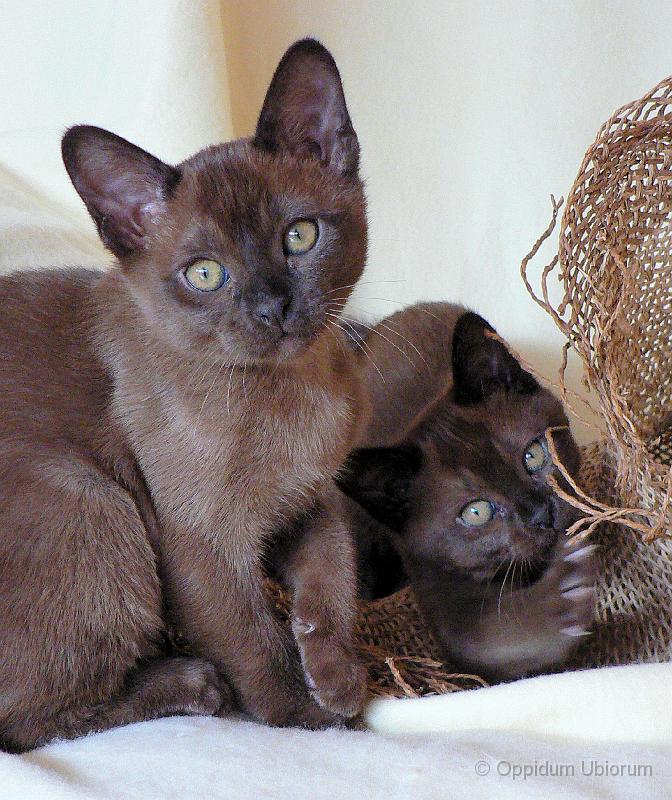 P1100104 perdita, pebbles.jpg